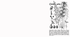 Desktop Screenshot of hanfsamenshop.com